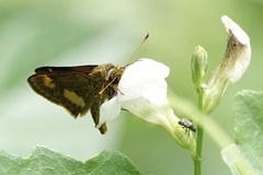 Oriens paragola