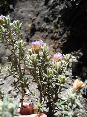 Diplostephium oblanceolatum