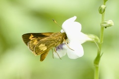 Oriens paragola