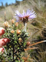 Diplostephium oblanceolatum