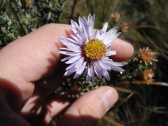Diplostephium oblanceolatum