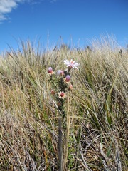 Diplostephium oblanceolatum