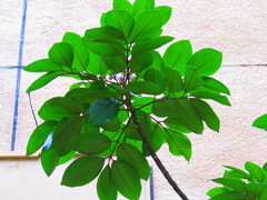 Aglaia rimosa