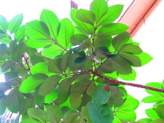 Aglaia rimosa