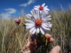 Diplostephium oblanceolatum