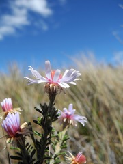 Diplostephium oblanceolatum