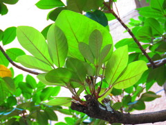 Aglaia rimosa