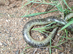 Afrotyphlops schlegelii
