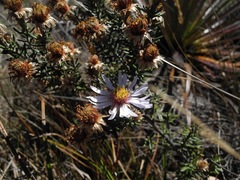 Diplostephium oblanceolatum