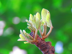 Aglaia rimosa