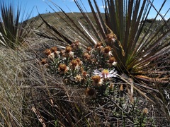 Diplostephium oblanceolatum