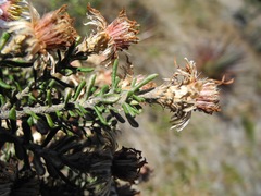 Diplostephium oblanceolatum