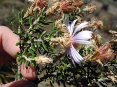 Diplostephium oblanceolatum