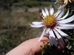 Diplostephium oblanceolatum