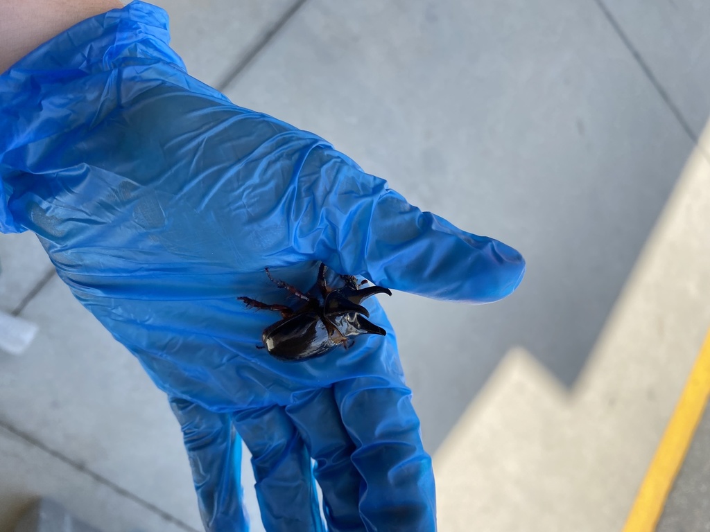 Smooth Ox Beetle from US1 S, Saint Augustine, FL, US on August 17