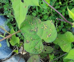 Puccinia convolvuli