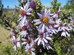 Diplostephium hartwegii