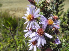 Diplostephium hartwegii