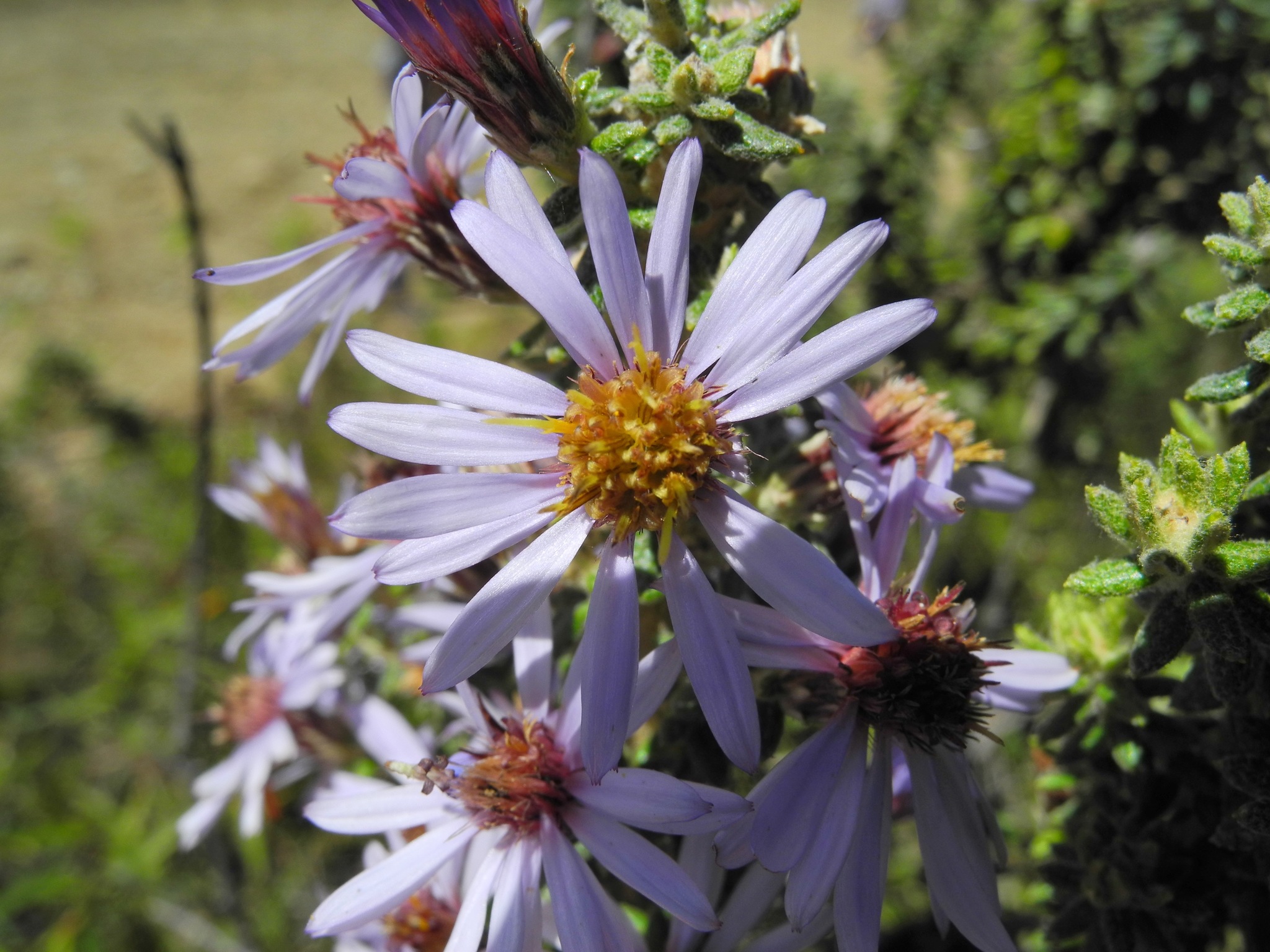 Diplostephium image