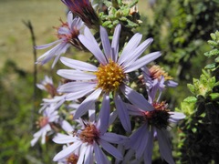 Diplostephium hartwegii