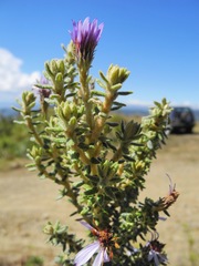 Diplostephium hartwegii