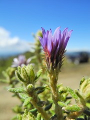Diplostephium hartwegii