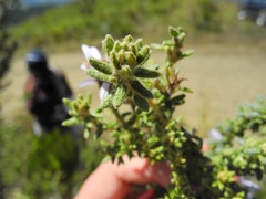 Diplostephium hartwegii