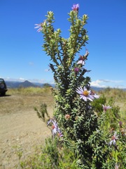 Diplostephium hartwegii