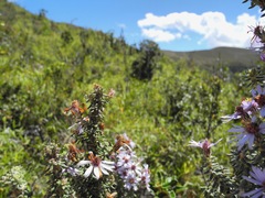 Diplostephium hartwegii