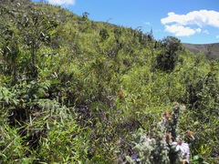 Diplostephium hartwegii