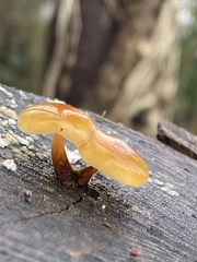 Flammulina velutipes