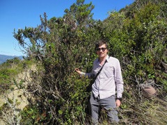 Diplostephium hartwegii