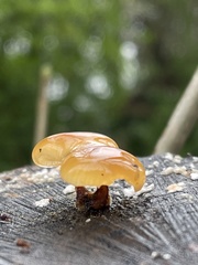 Flammulina velutipes