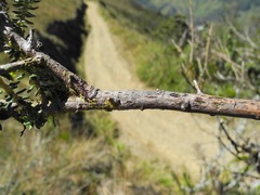 Diplostephium hartwegii