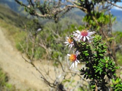 Diplostephium hartwegii