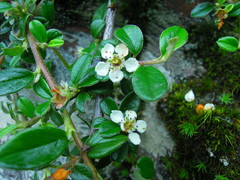 Cotoneaster morrisonensis