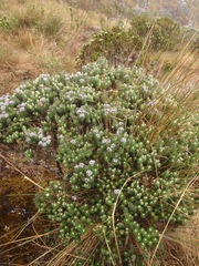 Linochilus lacunosus