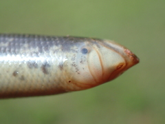 Afrotyphlops schlegelii