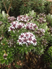 Linochilus lacunosus