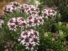 Linochilus lacunosus