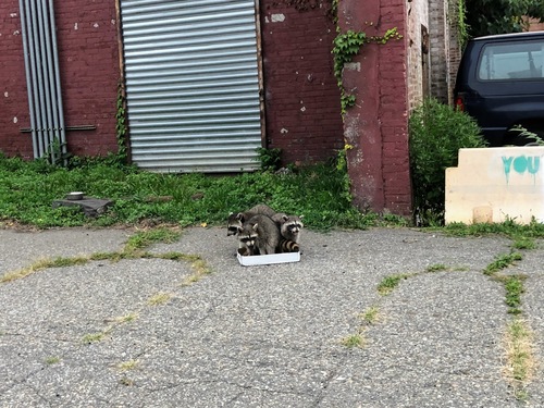 Eastern Raccoon photographed in New York