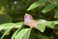 Surendra quercetorum