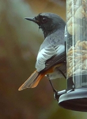 Phoenicurus ochruros