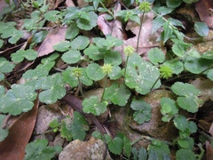 Hydrocotyle setulosa