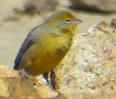 Sicalis uropygialis