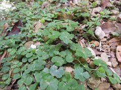 Hydrocotyle setulosa