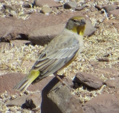 Sicalis uropygialis