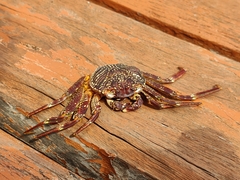 Grapsus albolineatus