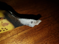 Penicillium