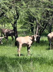 Oryx